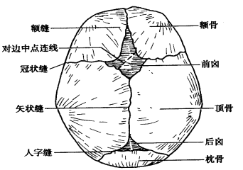 你会透过囟门看婴儿的健康状况吗?