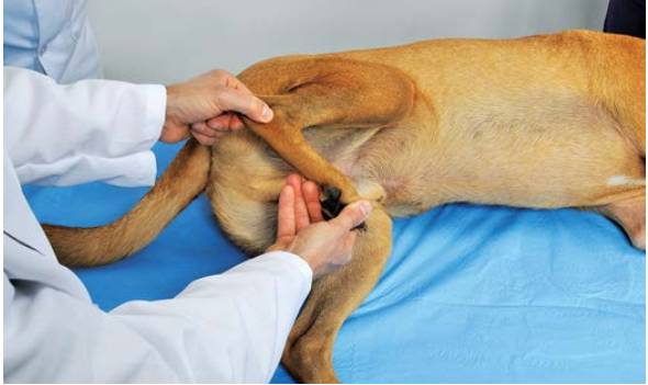 绷带怎么固定犬骨科埃默尔胶带固定法_https://www.jmylbn.com_新闻资讯_第3张