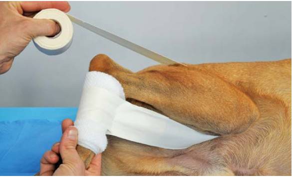 绷带怎么固定犬骨科埃默尔胶带固定法_https://www.jmylbn.com_新闻资讯_第5张