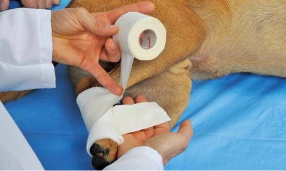 绷带怎么固定犬骨科埃默尔胶带固定法_https://www.jmylbn.com_新闻资讯_第4张