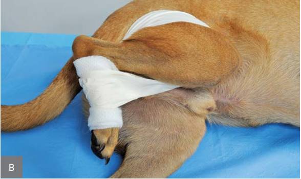 绷带怎么固定犬骨科埃默尔胶带固定法_https://www.jmylbn.com_新闻资讯_第7张