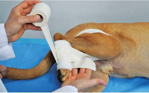 绷带怎么固定犬骨科埃默尔胶带固定法_https://www.jmylbn.com_新闻资讯_第8张