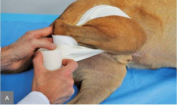 绷带怎么固定犬骨科埃默尔胶带固定法_https://www.jmylbn.com_新闻资讯_第6张