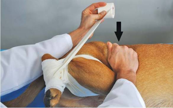 绷带怎么固定犬骨科埃默尔胶带固定法_https://www.jmylbn.com_新闻资讯_第9张