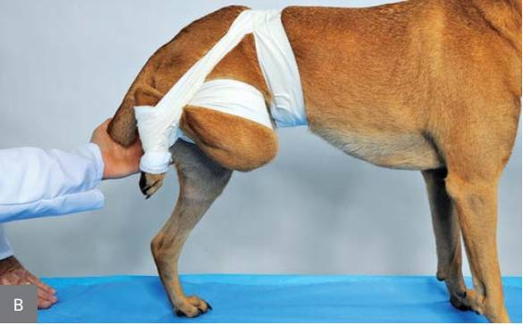 绷带怎么固定犬骨科埃默尔胶带固定法_https://www.jmylbn.com_新闻资讯_第11张