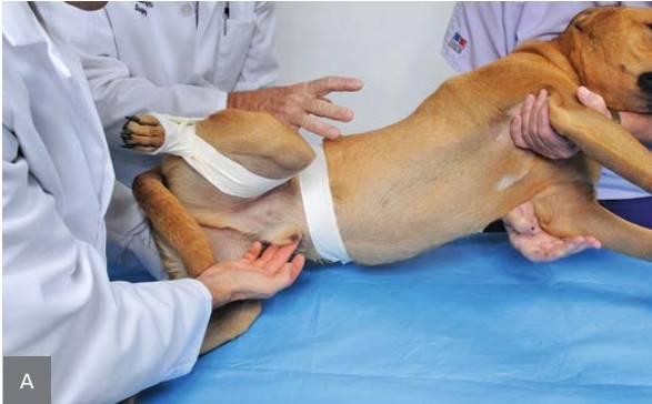 绷带怎么固定犬骨科埃默尔胶带固定法_https://www.jmylbn.com_新闻资讯_第10张