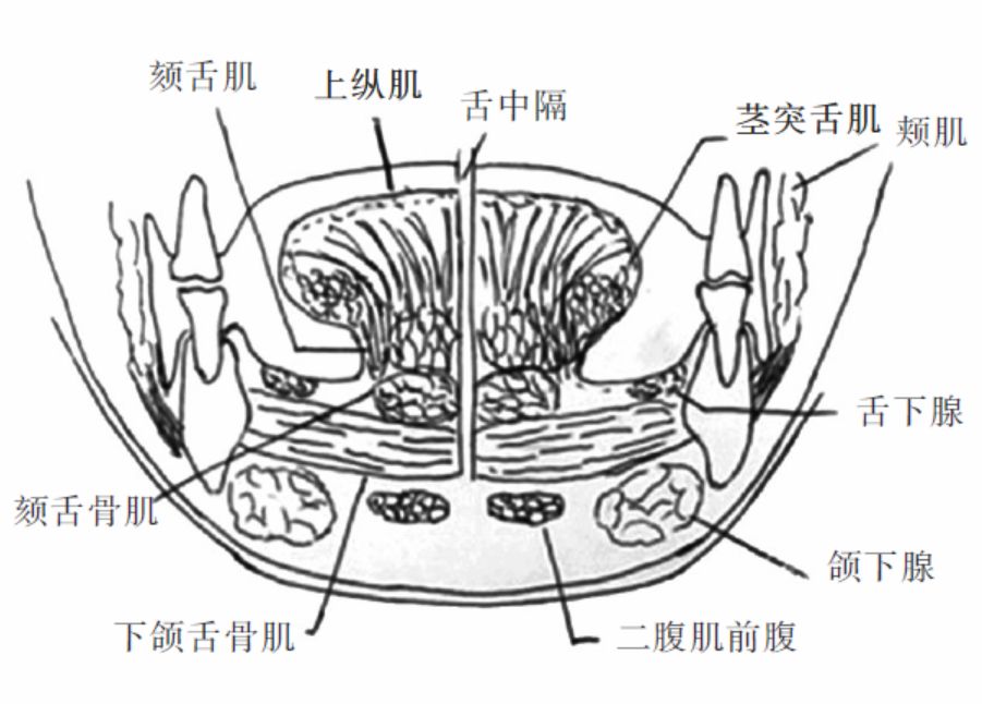 图1口腔结构冠状面示意图figure 1coronal image of oral structures