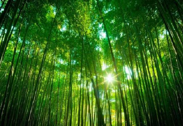 【竹韵清幽—格律诗社】微刊创刊一周年专辑