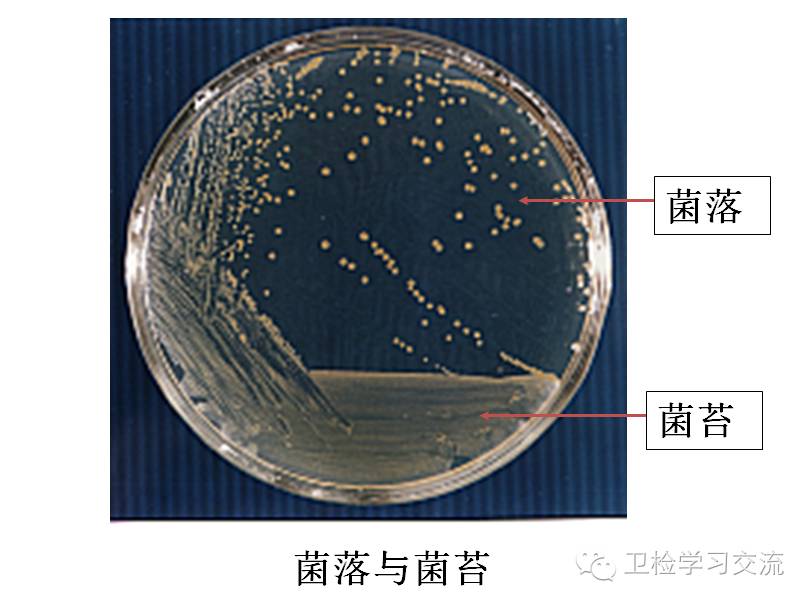 菌苔:指多个菌落融合在