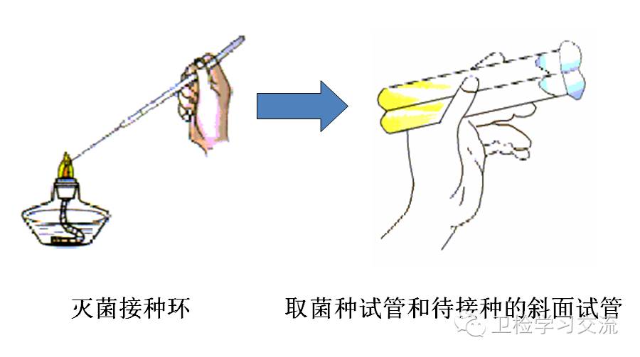 实验三,细菌的分离培养和接种技术