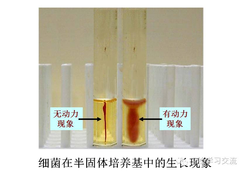 细菌在半固体培养基中的生长现象 有鞭毛细菌:–在培养基中沿穿刺线