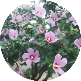 清涓