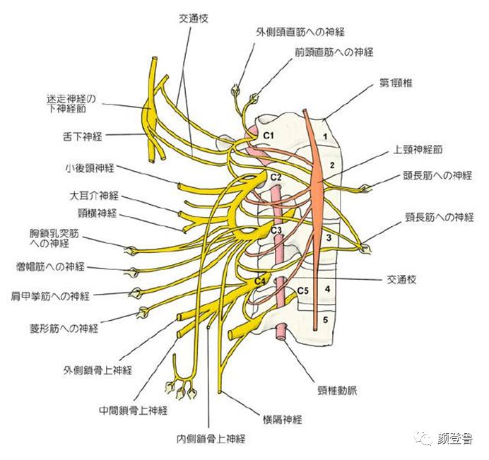 锁骨上神经 (c3,4)有2～4支行向外下方,分布于颈侧部,胸壁上部和肩部