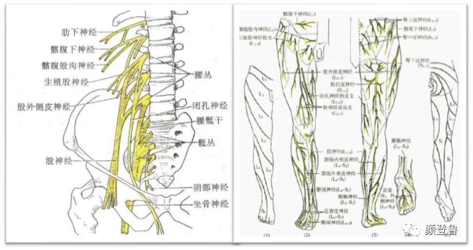 腰神经与腰椎间盘突出及椎间孔镜手术