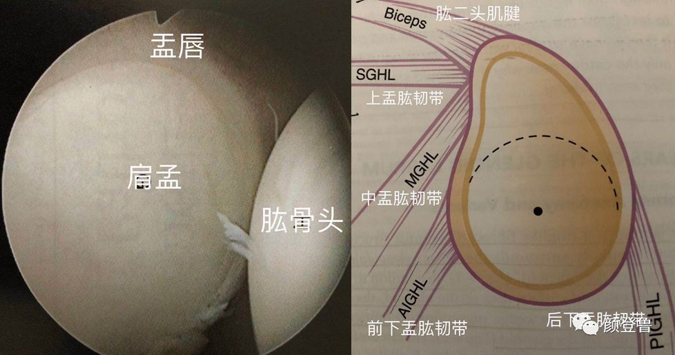 一,肩关节盂唇的解剖及功能发表者:颜登鲁8407人