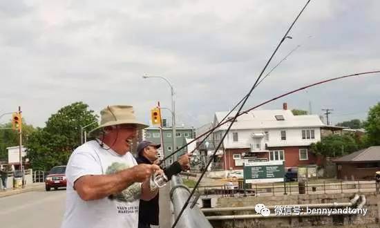 7月1日起多伦多免费钓鱼！钓鱼秘笈大曝光！