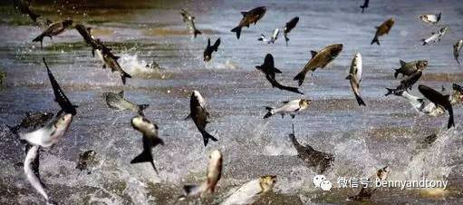 7月1日起多伦多免费钓鱼！钓鱼秘笈大曝光！