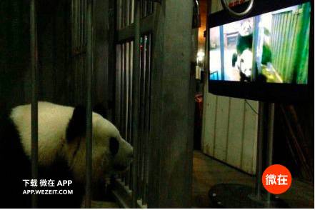 9个动物们sex的冷知识，螺旋状的丁丁算个啥？