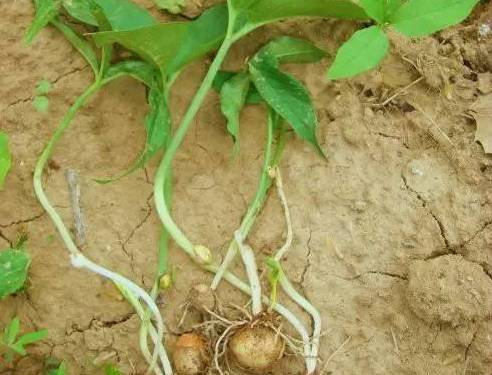 这些仅名字便令人口齿噙香的中草药，你知道几个？