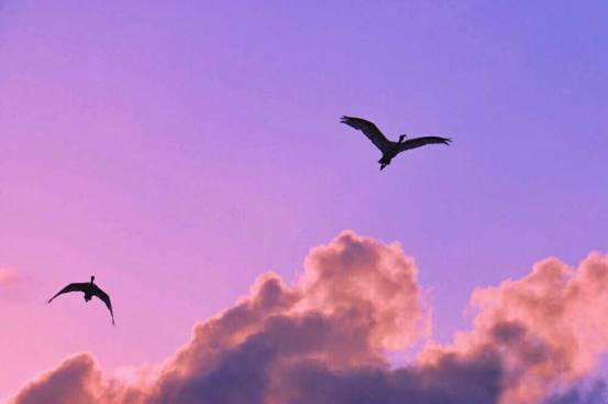 清晨,抬头一瞬,两只鸟飞过粉色天空