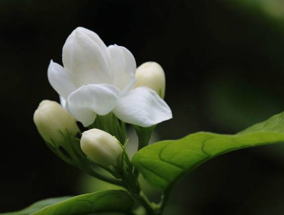 ♫龚琳娜助阵霍尊《茉莉花》