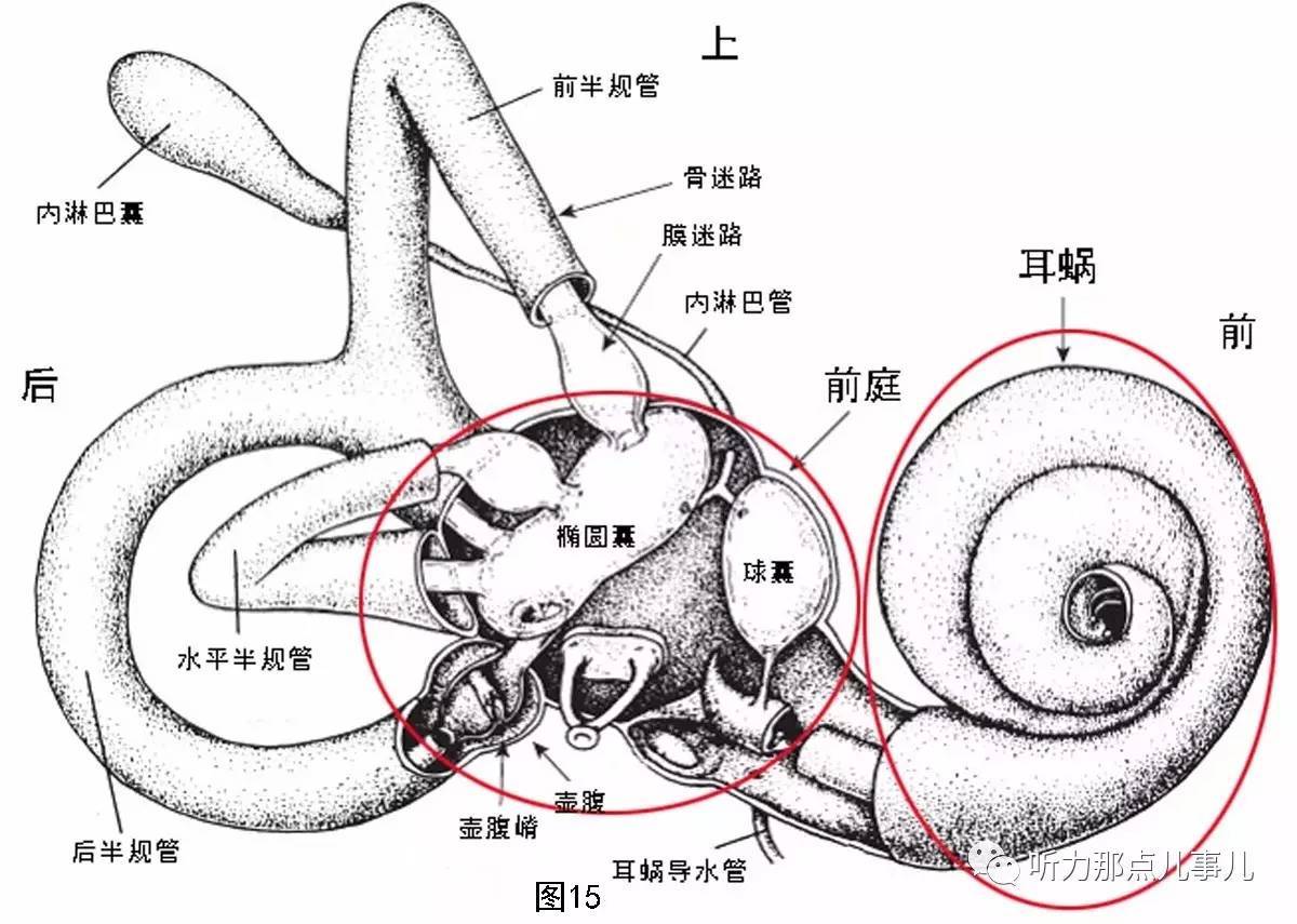 怀化惠耳助听器耳解剖一