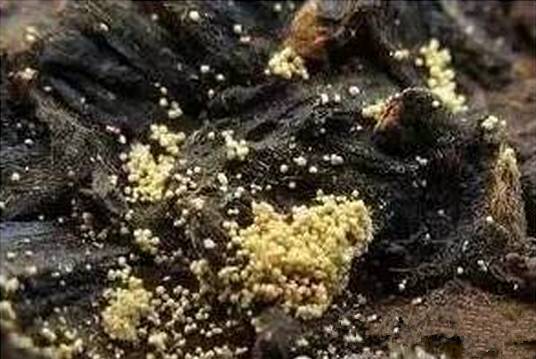 医学发现，黑茶上的金花可以大大改善糖尿病症状！