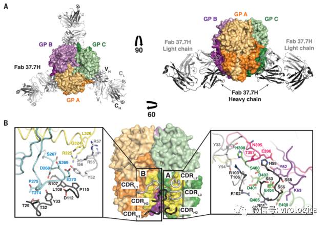 science | 拉沙病毒表面糖蛋白-抗体复合物结构揭示中和效应机制