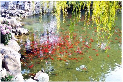 【中科9期】“猪病实验室检测技术培训班”报名开始啦！