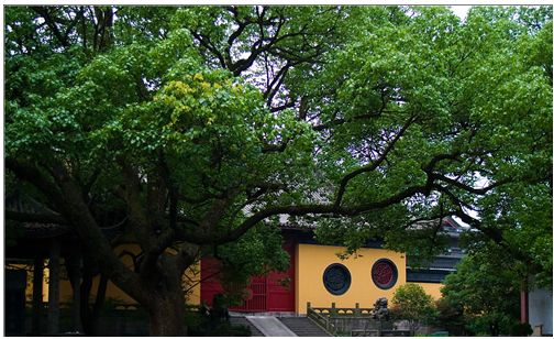 【中科9期】“猪病实验室检测技术培训班”报名开始啦！