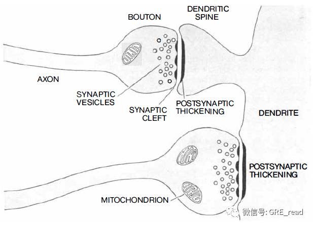 synaptic junctions between nerve cells can be between axon