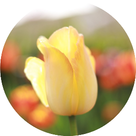 森林公园的小虫虫