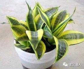 四季常青财运旺开过什么数字_四季常青财运旺的动物_四季常青财运旺是什么生肖