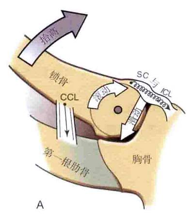 【解剖篇】胸锁关节