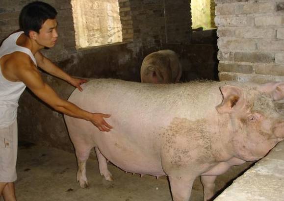 小编教你一招:不用B超也知道母猪是否怀孕,甚至知道能产多少!-怀孕期