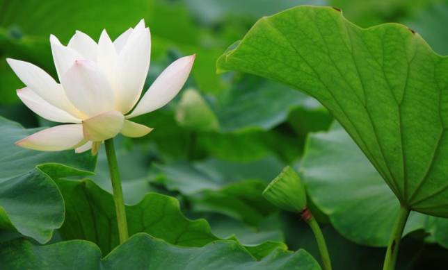 伦敦南岸艺术区_南岸区莲花堂_普法栏目剧莲花闹海堂全集