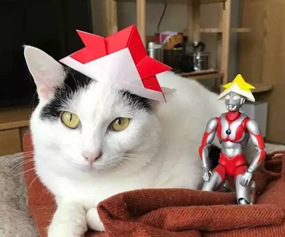 要问橘猫有多胖,背上奥特曼都能放!