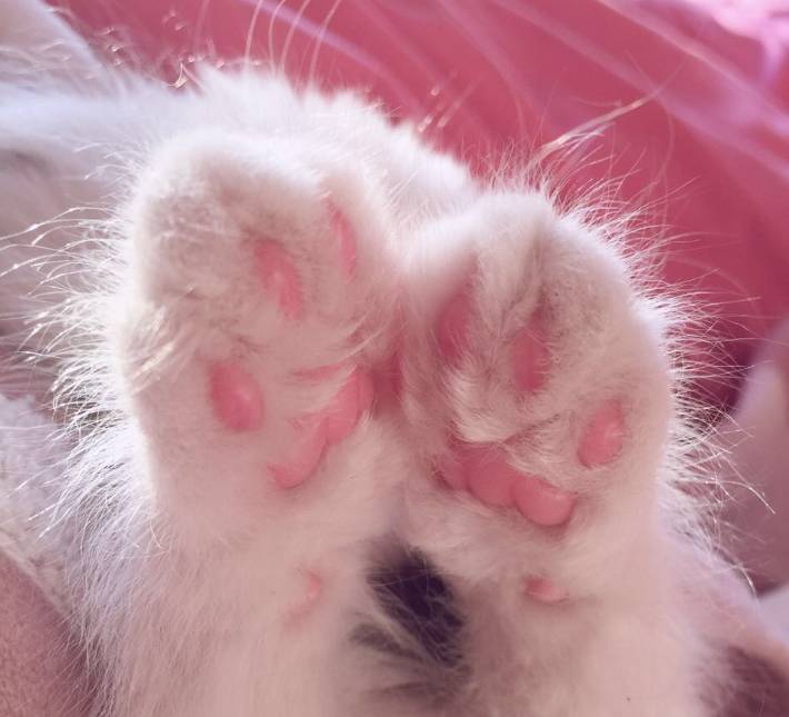 5种猫肉垫代表不同性格,有一种脾气最好!