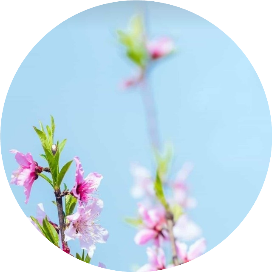 牡丹后花园