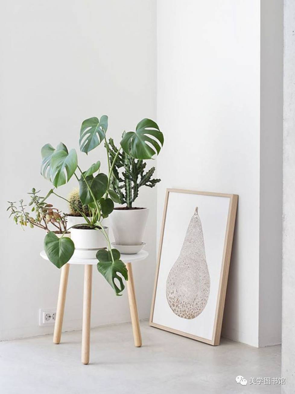 03 白斑叶龟背竹monstera deliciosa "albo variegata" 白斑叶龟背竹