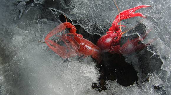龙虾肉松散的原因_小龙虾肉质松散是什么原因_小龙虾肉质松散为什么