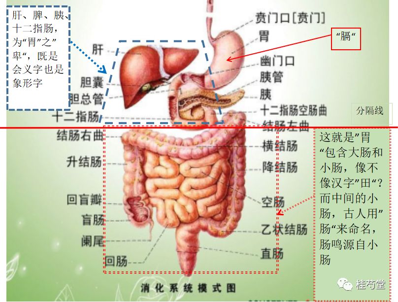 古汉语"脾","胃"与现代解剖的真实对应关系