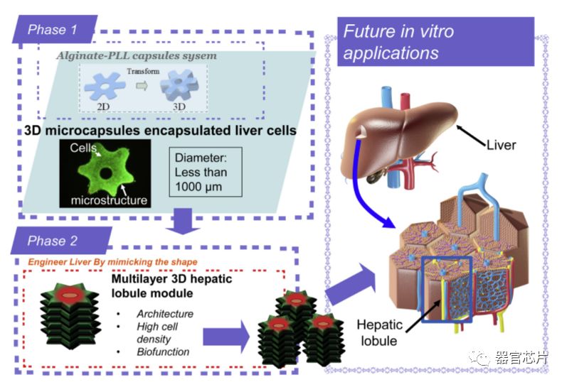 three-dimensional hepaticlobule-like tissue constructs using