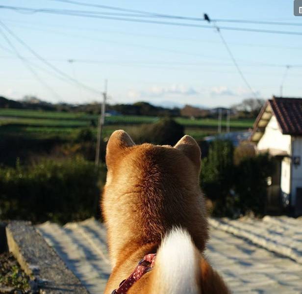 柴犬真的全身都是萌點啊，太可愛了吧！ 萌寵 第5張