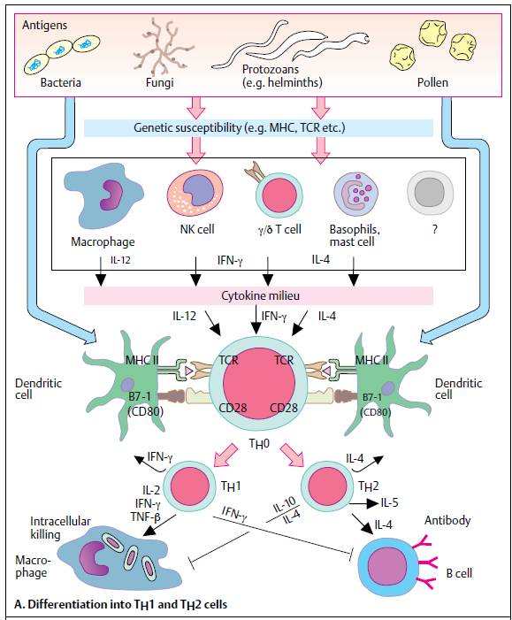 mossman和coffman描述了t辅助细胞的两个主要亚群:th1和th2