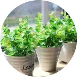 实用养花小知识