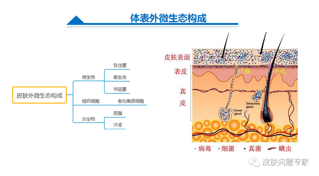 美容新知:人体皮肤微生态