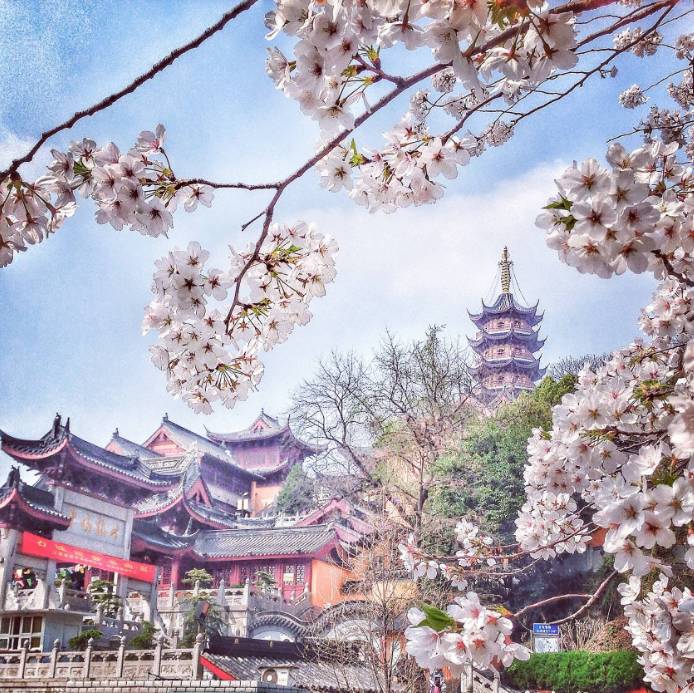 夜晚在浪漫的樱花树下 遥望灯火通明的鸡鸣寺 美得不可方物 古朴黄墙