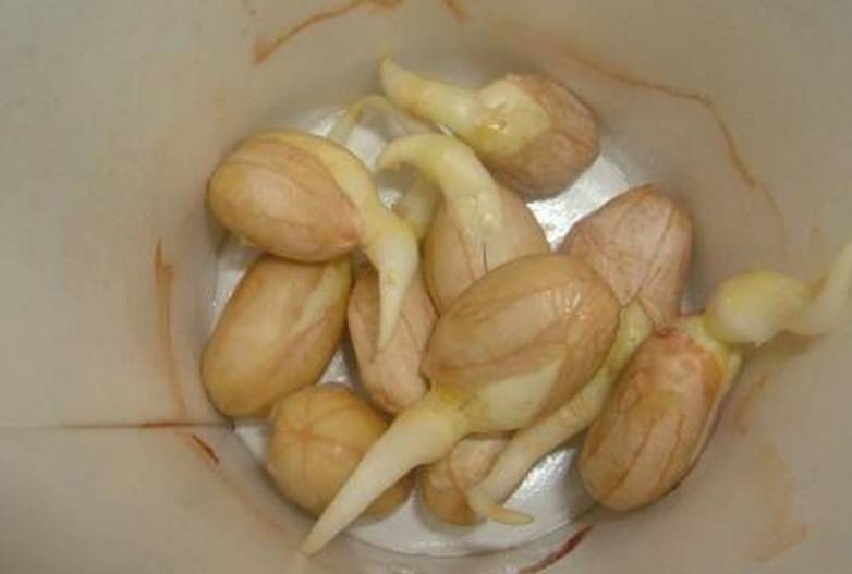 花生发芽 有毒还是有营养?花生油大 减肥还是增肥?