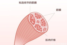 一旦粘连就会出现疼痛症状是一个病因的两个不同阶段它是一系列过程